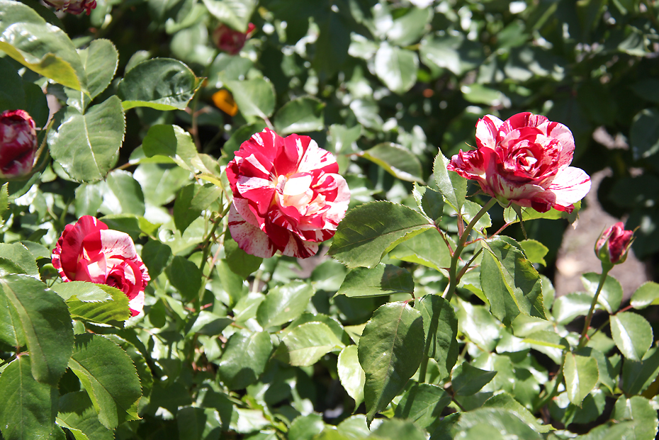 Plant Nursery-Garden